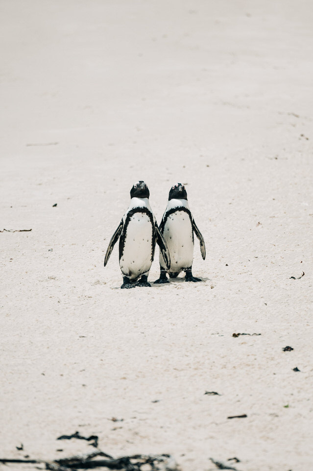 Boulders Beach, Cape Town South Africa – African Penguin photo